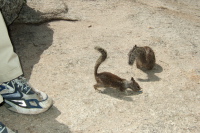 A little one comes looking for crumbs.
