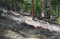 The trail is pretty easy to follow through the woods.