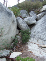 Looking up the crux of the route up Liberty Cap's back side.