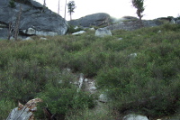 Final look up the route up through the brambles to Liberty Cap.