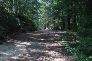 Little Basin Road after it turns to dirt