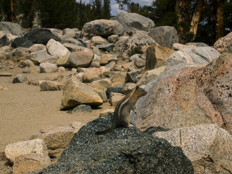 Chipmunk looks for a handout.