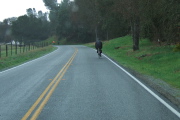 Edward Lyen on the climb up Bear Valley, south of Pinnacles.