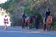 Ladies and horses vexed by all the cyclists by the road