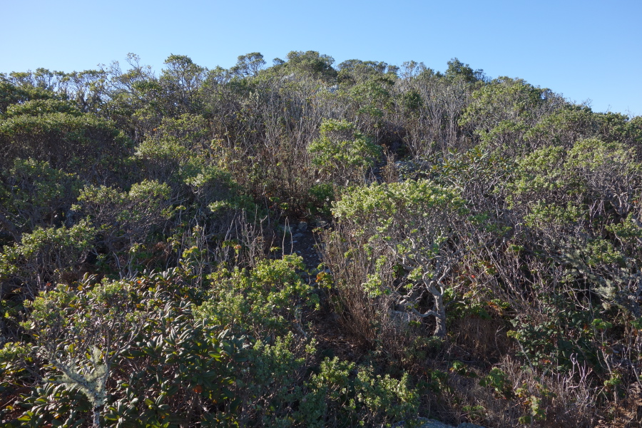The final 30 yards to the south summit is a bush-whack.
