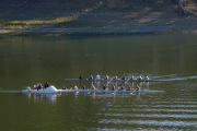 Crew teams on a low Lexington Reservoir