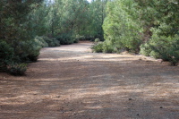 Loma Ridge Rd. descends through some Digger Pines (3030ft)