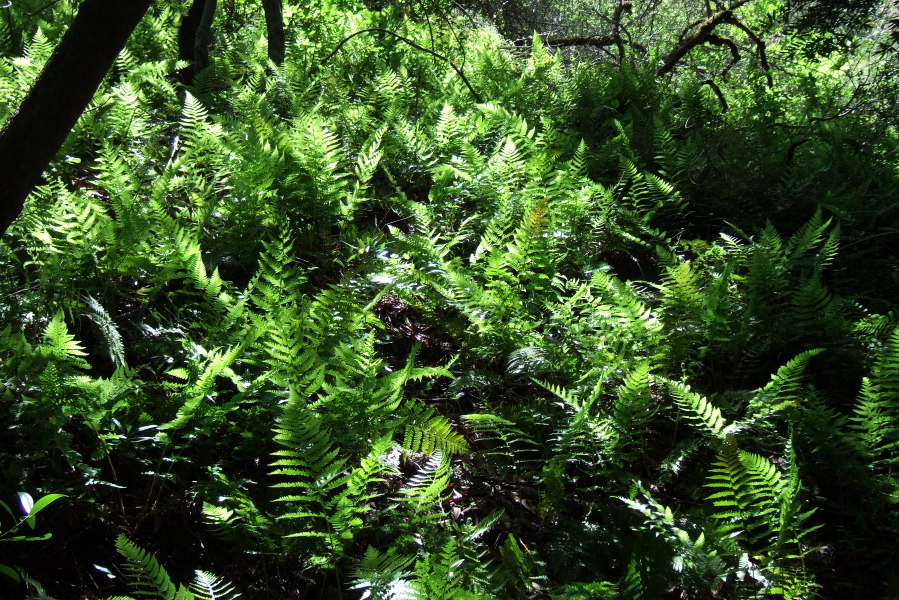 Sunlight filters through the ferns on the Fern Loop Trail.