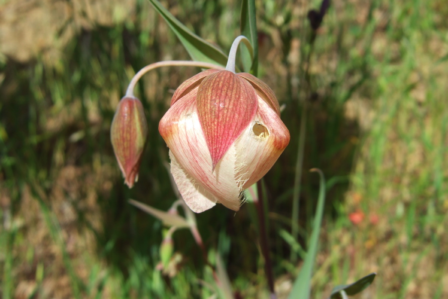 Calochortus albus (White fairy lantern)