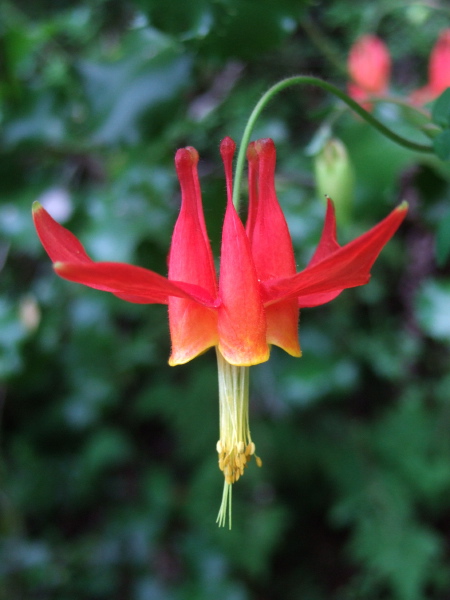 Aquilegia formosa (Western columbine)