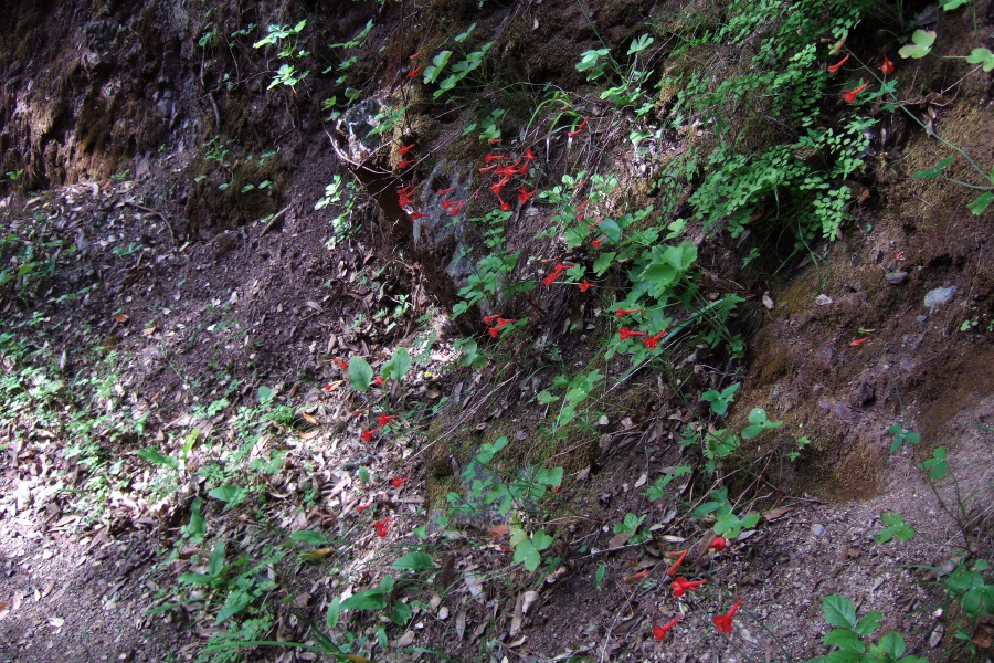 Penstemon grows in a cool shady spot.