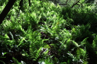 Sunlight filters through the ferns on the Fern Loop Trail.