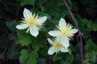 Clematis ligusticifolia (Western white clematis)