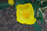 Tetrapteron graciliflorum (Suncup)