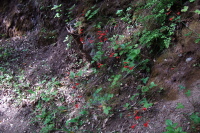 Penstemon grows in a cool shady spot.