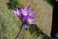 Allium serra (jewelled onion)