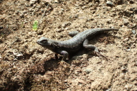 California lizard enjoys the sun.