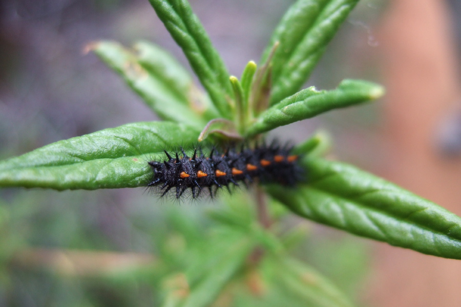 Black swallowtail caterpillar