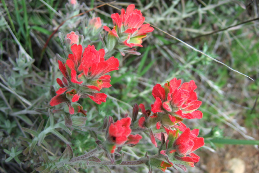 Indian Paintbrush