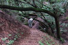 David climbs the Steep Hollow stairs.