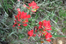 Indian Paintbrush
