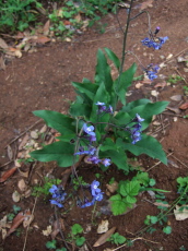 Forget-Me-Nots (Myosotis sylvatica)