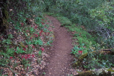 Indian Warrior along the trail