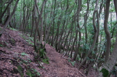 Passing through the bay tree forest