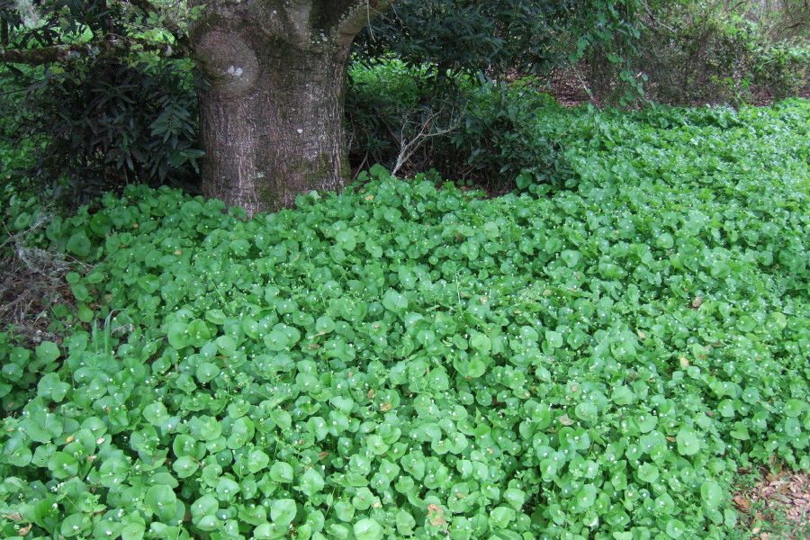 Miner's Lettuce (Claytonia perfoliata) is growing robustly around the base of this oak tree.