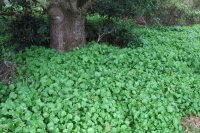Miner's Lettuce (Claytonia perfoliata) is growing robustly around the base of this oak tree.