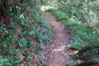 Indian Warrior (Pedicularis densiflora) are in color alongside the trail.
