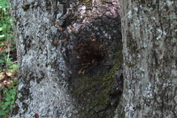 Honeybees laden with pollen return to their hive.