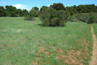 A few wildflowers on the meadow near the summit