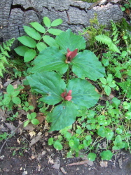 Trillium chloropetalum (giant wakerobin)
