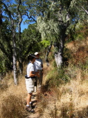 Hanging lichens on Los Trancos Trail, Foothills Park