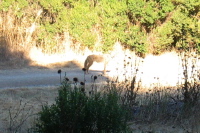 Hind quarters of a coyote in Wildhorse Valley