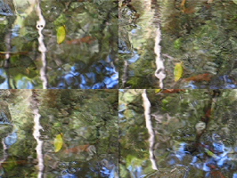 Water Bugs in Los Trancos Creek