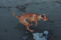 Jack runs by in full gallop.