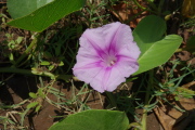 Ipomoea indica (morning glory)