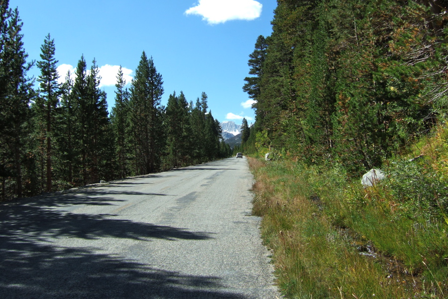 Climbing through a lodgepole pine forest toward Mt. Abbott.