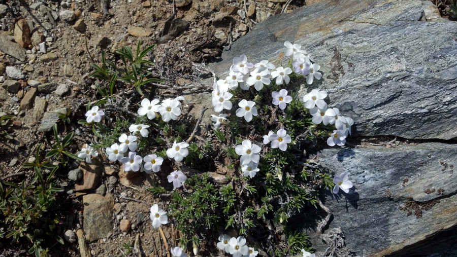 Carpet phlox (Phlox pulvinata)