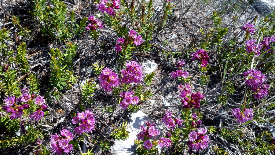 Brewer's rock cress (Boechera breweri)