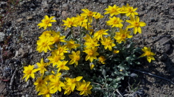 Woolly sunflower (Eriophyllum lanatum)