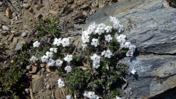 Carpet phlox (Phlox pulvinata)