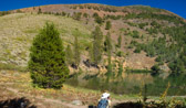 The easiest ascent of Sherwin Crest is through the field of shrubs at the left.