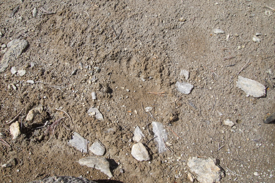 Bear paw print?
