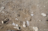 Bear paw print?