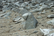 Elephant Seal Rock