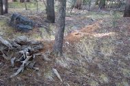 A long-ago fallen tree decaying into the forest floor