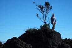 Laura models a tree perched upon an outcropping of a'a.